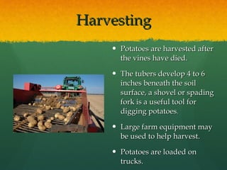 Harvesting Potatoes are harvested after the vines have died. The tubers develop 4 to 6 inches beneath the soil surface, a shovel or spading fork is a useful tool for digging potatoes . Large farm equipment may be used to help harvest. Potatoes are loaded on trucks. 