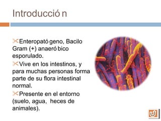 Introducció n

Enteropató geno, Bacilo
Gram (+) anaeró bico
esporulado.
Vive en los intestinos, y
para muchas personas forma
parte de su flora intestinal
normal.
Presente en el entorno
(suelo, agua, heces de
animales).
 