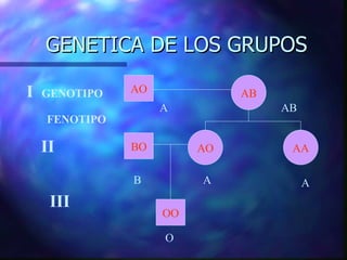 GENETICA DE LOS GRUPOS AO AB AA AO BO OO I   GENOTIPO FENOTIPO A AB B A A O II III 