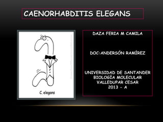 CAENORHABDITIS ELEGANS

              DAZA FERIA M CAMILA



             DOC:ANDERSÓN RAMÍREZ



            UNIVERSIDAD DE SANTANDER
               BIOLOGÍA MOLECULAR
                VALLEDUPAR CESAR
                     2013 - A
 