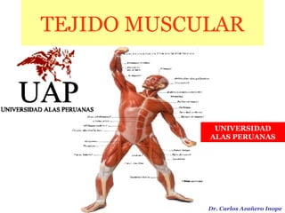 TEJIDO MUSCULAR Dr. Carlos Azañero Inope UNIVERSIDAD ALAS PERUANAS 