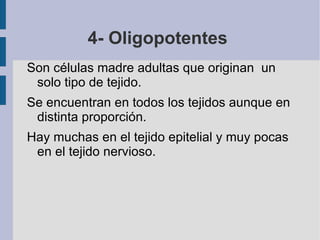 3- Multipotenciales Se encuentran en algunos tejidos adultos como la médula ósea y cordón umbilical.