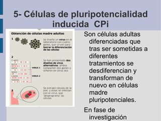 Son capaces de originar uno o varios tipos de tejidos.