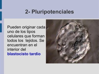 ¿Qué son las células madre? Las células madre o troncales son células no especializadas capaces de: Multiplicarse durante largos periodos de tiempo y originar a su vez células no especializadas.