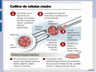 Originar células que se diferencian en células especializadas.