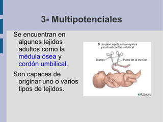 Embrionarias , procedentes de embriones tempranos ( totipotenciales y pluripotenciales) Adultas , procedentes de tejidos humanos (multipotentes, oligopotentes y CPi) Tipos de células madre
