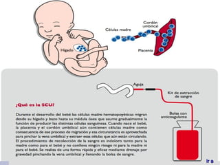 1- Totipotenciales Son células capaces de originar un individuo completo. Es el  cigoto  y las ocho primeras células que resultan de su división, los  blastocistos 