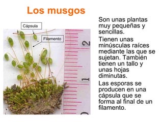 Los musgos
                      Son unas plantas
Cápsula               muy pequeñas y
                      sencillas.
          Filamento   Tienen unas
                      minúsculas raíces
                      mediante las que se
                      sujetan. También
                      tienen un tallo y
                      unas hojas
                      diminutas.
                      Las esporas se
                      producen en una
                      cápsula que se
                      forma al final de un
                      filamento.
 