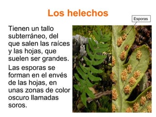 Los helechos   Esporas

Tienen un tallo
subterráneo, del
que salen las raíces
y las hojas, que
suelen ser grandes.
Las esporas se
forman en el envés
de las hojas, en
unas zonas de color
oscuro llamadas
soros.
 