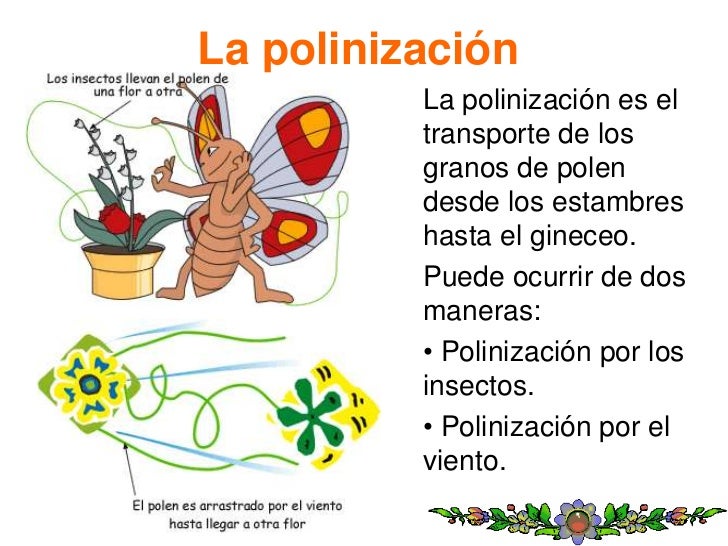 A Que Hora Sales Por El Polen