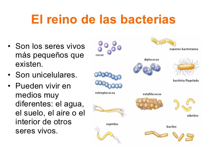 C. Medio LOS SERES VIVOS Tercer ciclo E. Primaria