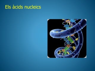 Els àcids nucleics
 