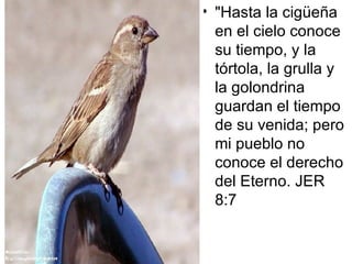 "Hasta la cigüeña en el cielo conoce su tiempo, y la tórtola, la grulla y la golondrina guardan el tiempo de su venida; pero mi pueblo no conoce el derecho del Eterno. JER 8:7 