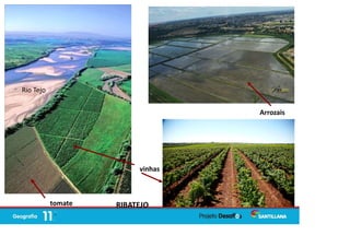 Rio Tejo
vinhas
tomate
Arrozais
RIBATEJO
 