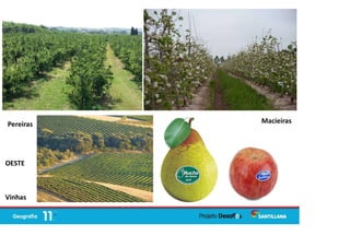 Pereiras Macieiras
Vinhas
OESTE
 