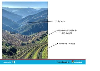 Vinha em socalcos
Oliveiras em associação
com a vinha
Socalcos
 