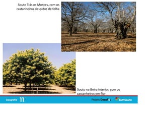 Souto na Beira Interior, com os
castanheiros em ﬂor
Souto Trás os Montes, com os
castanheiros despidos de folha
 