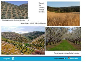 Olival extensivo, Trás os Montes
Amendoal e olival, Trás os Montes
Campo
de
centeio,
Trás os
Montes
Pomar de cerejeiras, Beira Interior
 