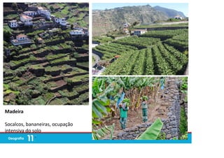 Madeira
Socalcos, bananeiras, ocupação
intensiva do solo
 