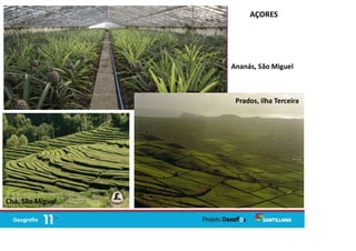 AÇORES
Prados, ilha Terceira
Ananás, São Miguel
Chá, São Miguel
 