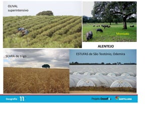 ALENTEJO
OLIVAL
superintensivo
SEARA de trigo
ESTUFAS de São Teotónio, Odemira
Montado
 