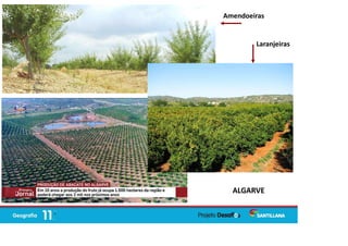 Amendoeiras
Laranjeiras
ALGARVE
 