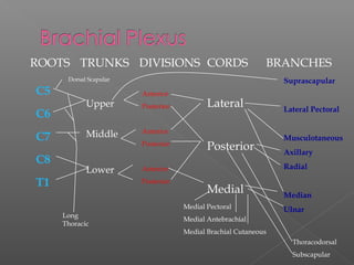 ROOTS TRUNKS DIVISIONS CORDS BRANCHES
C5
C6
C7
C8
T1
Upper
Middle
Lower
Anterior
Posterior
Anterior
Posterior
Anterior
Posterior
Lateral
Posterior
Medial
Suprascapular
Lateral Pectoral
Musculotaneous
Axillary
Radial
Median
Ulnar
Long
Thoracic
Medial Pectoral
Medial Antebrachial
Medial Brachial Cutaneous
Thoracodorsal
Subscapular
Dorsal Scapular
 
