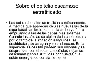 Sobre el epitelio escamoso estratificado Las células basales se replican contínuamente. A medida que aparecen células nuevas las de la capa basal se desplazan hacia arriba y afuera empujando a las de las capas más externas. Cuando las células se alejan de la capa basal y por lo tanto de la irrigación sanguínea  se deshidratan, se arrugan y se endurecen. En la superficie las células pierden sus uniones y se desprenden con el roce. Las células viejas se descaman y son sustituídas por nuevas que están emergiendo constantemente. 