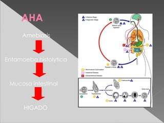 AHA
     Amebiasis



Entamoeba histolytica



 Mucosa intestinal



      HIGADO
 