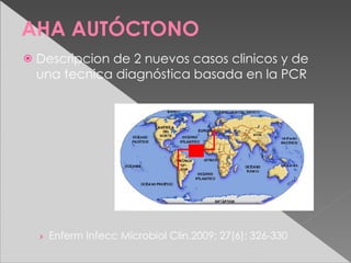 AHA AUTÓCTONO
   Descripcion de 2 nuevos casos clinicos y de
    una tecnica diagnóstica basada en la PCR




    › Enferm Infecc Microbiol Clin.2009; 27(6): 326-330
 