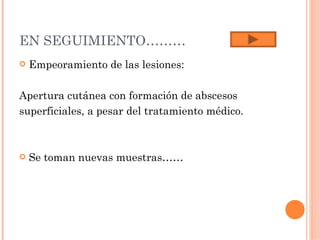 EN SEGUIMIENTO………
   Empeoramiento de las lesiones:

Apertura cutánea con formación de abscesos
superficiales, a pesar del tratamiento médico.



   Se toman nuevas muestras……
 