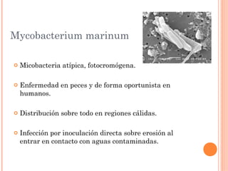 Mycobacterium marinum

   Micobacteria atípica, fotocromógena.

   Enfermedad en peces y de forma oportunista en
    humanos.

   Distribución sobre todo en regiones cálidas.

   Infección por inoculación directa sobre erosión al
    entrar en contacto con aguas contaminadas.
 