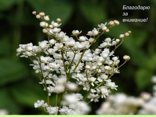 ББллааггооддааррюю 
ззаа 
ввннииммааннииее!! 
