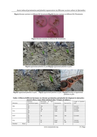 Auxin induced germination and plantlet regeneration via Rhizome section culture in Spiranthes
www.iosrjournals.org 19 | Page
Fig.(c) rhizome sections in different IB AtreatmentsFig.(d) rhizome sections in different BA Ptreatments
Fig.(e) rhizome sections in different IB Atreatments
Fig.(f) regenerated plantlets in potsFig.(g) regenerated plantlets in pots
Fig.(h) regenerated plantlets in pots Fig.(i) regenerated plantlets in pots Fig.(j)flowering in regenerated
plantlets in pots
Table: 1 Effects of different hormones on rhizome germination and plantlet development in Spiranthes
sinensis (Pers.) Ames (Data obtained after 72 hours of culture.)
Hormone
Hormone
Concentration (ppm)
Percentage of bud
formation/ (%) Germination Survival (%)
Length of plantlets
(cm)
IBA
50 - - - -
100 100 Good 100 0.6±0.02
200 40 Little 100 0.1±0.001
IAA
50 100 Good 100 0.4±0.02
100 40 Little 100 0.2±0.001
200 - - - -
BAP
50 - - - -
100 40 Little 100 0.2±0.001
200 - - - -
GA3
250 - - - -
500 90 Good 90 1.0±0.04
750 40 Little 100 0.2±0.001
Distilled Water
 