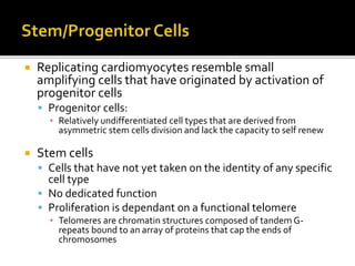  Replicating cardiomyocytes resemble small
amplifying cells that have originated by activation of
progenitor cells
 Progenitor cells:
▪ Relatively undifferentiated cell types that are derived from
asymmetric stem cells division and lack the capacity to self renew
 Stem cells
 Cells that have not yet taken on the identity of any specific
cell type
 No dedicated function
 Proliferation is dependant on a functional telomere
▪ Telomeres are chromatin structures composed of tandem G-
repeats bound to an array of proteins that cap the ends of
chromosomes
 