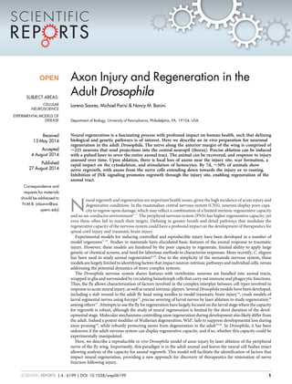 Axon Injury and Regeneration in the
Adult Drosophila
Lorena Soares, Michael Parisi & Nancy M. Bonini
Department of Biology, University of Pennsylvania, Philadelphia, PA, 19104, USA.
Neural regeneration is a fascinating process with profound impact on human health, such that defining
biological and genetic pathways is of interest. Here we describe an in vivo preparation for neuronal
regeneration in the adult Drosophila. The nerve along the anterior margin of the wing is comprised of
,225 neurons that send projections into the central neuropil (thorax). Precise ablation can be induced
with a pulsed laser to sever the entire axonal tract. The animal can be recovered, and response to injury
assessed over time. Upon ablation, there is local loss of axons near the injury site, scar formation, a
rapid impact on the cytoskeleton, and stimulation of hemocytes. By 7d, ,50% of animals show
nerve regrowth, with axons from the nerve cells extending down towards the injury or re-routing.
Inhibition of JNK signaling promotes regrowth through the injury site, enabling regeneration of the
axonal tract.
N
eural regrowth and regeneration are important health issues, given the high incidence of acute injury and
degenerative conditions. In the mammalian central nervous system (CNS), neurons display poor capa-
city to regrow upon damage, which may reflect a combination of a limited intrinsic regenerative capacity
and an un-conducive environment1–7
. The peripheral nervous system (PNS) has higher regenerative capacity, yet
even these often fail to reach their targets. Defining in greater breath and detail pathways that modulate the
regenerative capacity of the nervous system could have a profound impact on the development of therapeutics for
spinal cord injury and traumatic brain injury.
Experimental models for inducing controlled and reproducible injury have been developed in a number of
model organisms7–13
. Studies in mammals have elucidated basic features of the axonal response to traumatic
injury. However, these models are hindered by the poor capacity to regenerate, limited ability to apply large
genetic or chemical screens, and need for laborious methods to characterize responses. More recently, C. elegans
has been used to study axonal regeneration8,10
. Due to the simplicity of the nematode nervous system, these
models are largely limited to identifying factors that impact neuron-intrinsic pathways and individual cells, versus
addressing the potential dynamics of more complex systems.
The Drosophila nervous system shares features with vertebrates: neurons are bundled into axonal tracts,
wrapped in glia and surrounded by circulating hemolymph cells that carry out immune and phagocytic functions.
Thus, the fly allows characterization of factors involved in the complex interplay between cell types involved in
response to acute neural injury, as well as neural intrinsic players. Several Drosophila models have been developed,
including a stab wound to the adult fly head using needles to model traumatic brain injury14
, crush models of
larval segmental nerves using forceps15
, precise severing of larval nerves by laser ablation to study regeneration16
among others17
. Attempts to use the fly for regeneration have largely focused on the larval stage where the capacity
for regrowth is robust, although the study of neural regeneration is limited by the short duration of the devel-
opmental stage. Molecular mechanisms controlling axon regeneration during development also likely differ from
the adult. Indeed a potent modifier of Wallerian degeneration, Wlds
, fails to suppress developmental loss during
axon pruning18
, while robustly protecting axons from degeneration in the adult19,20
. In Drosophila, it has been
unknown if the adult nervous system can display regenerative capacity, and if so, whether this capacity could be
experimentally manipulated.
Here, we describe a reproducible in vivo Drosophila model of axon injury by laser ablation of the peripheral
nerve of the fly wing. Importantly, this paradigm is in the adult animal and leaves the neural cell bodies intact
allowing analysis of the capacity for axonal regrowth. This model will facilitate the identification of factors that
impact neural regeneration, providing a new approach for discovery of therapeutics for restoration of nerve
function following injury.
OPEN
SUBJECT AREAS:
CELLULAR
NEUROSCIENCE
EXPERIMENTAL MODELS OF
DISEASE
Received
13 May 2014
Accepted
4 August 2014
Published
27 August 2014
Correspondence and
requests for materials
should be addressed to
N.M.B. (nbonini@sas.
upenn.edu)
SCIENTIFIC REPORTS | 4 : 6199 | DOI: 10.1038/srep06199 1
 