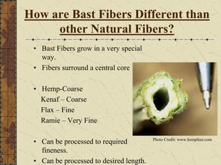 How are Bast Fibers Different than
other Natural Fibers?
• Bast Fibers grow in a very special
way.
• Fibers surround a central core
• Hemp-Coarse
Kenaf – Coarse
Flax – Fine
Ramie – Very Fine
• Can be processed to required
fineness.
• Can be processed to desired length.
Photo Credit: www.hempline.com
 