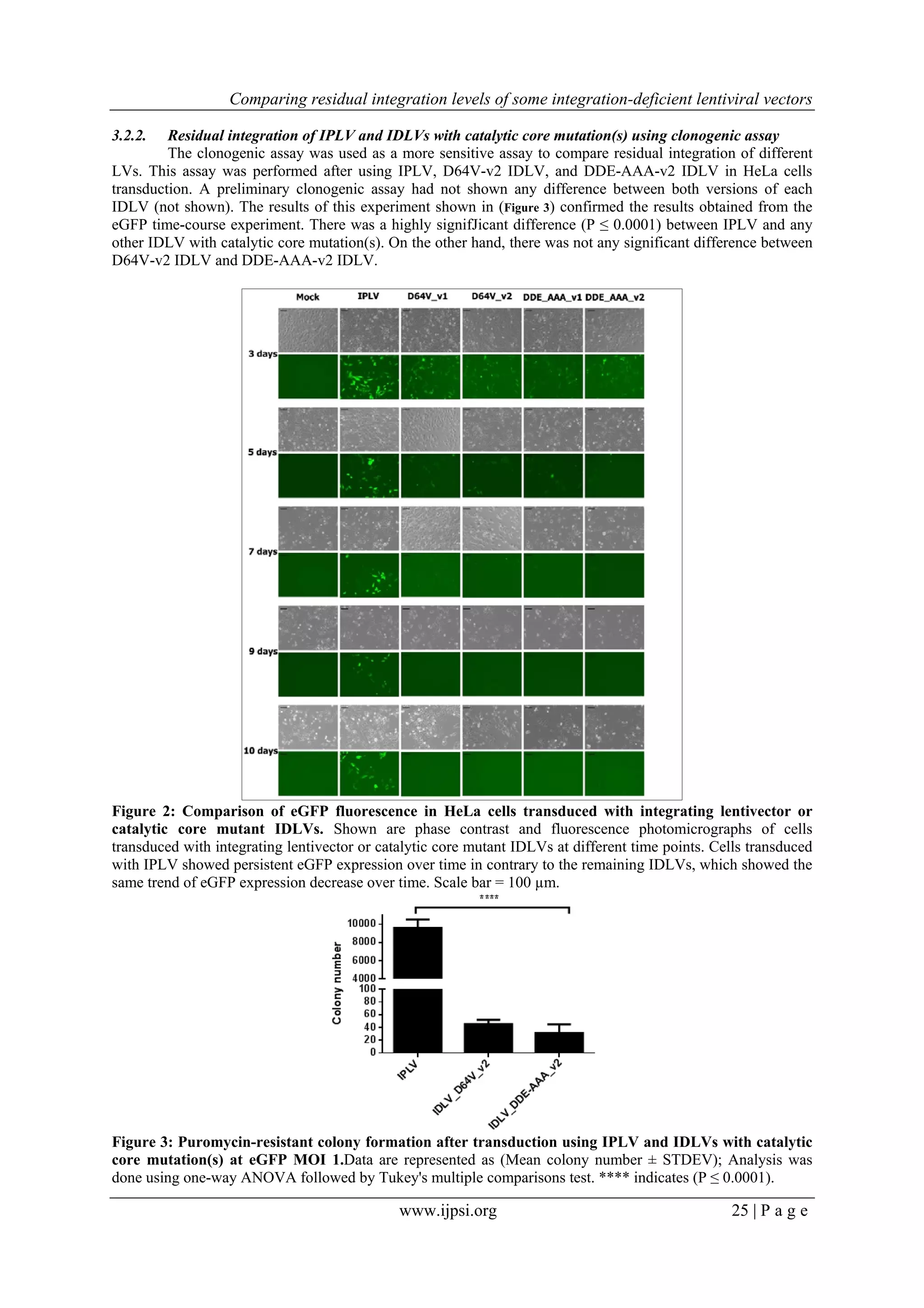 Comparing residual integration levels of some integration-deficient lentiviral vectors
www.ijpsi.org 25 | P a g e
3.2.2. Residual integration of IPLV and IDLVs with catalytic core mutation(s) using clonogenic assay
The clonogenic assay was used as a more sensitive assay to compare residual integration of different
LVs. This assay was performed after using IPLV, D64V-v2 IDLV, and DDE-AAA-v2 IDLV in HeLa cells
transduction. A preliminary clonogenic assay had not shown any difference between both versions of each
IDLV (not shown). The results of this experiment shown in (Figure 3) confirmed the results obtained from the
eGFP time-course experiment. There was a highly signifJicant difference (P ≤ 0.0001) between IPLV and any
other IDLV with catalytic core mutation(s). On the other hand, there was not any significant difference between
D64V-v2 IDLV and DDE-AAA-v2 IDLV.
 
Figure 2: Comparison of eGFP fluorescence in HeLa cells transduced with integrating lentivector or
catalytic core mutant IDLVs. Shown are phase contrast and fluorescence photomicrographs of cells
transduced with integrating lentivector or catalytic core mutant IDLVs at different time points. Cells transduced
with IPLV showed persistent eGFP expression over time in contrary to the remaining IDLVs, which showed the
same trend of eGFP expression decrease over time. Scale bar = 100 µm. 
 
Figure 3: Puromycin-resistant colony formation after transduction using IPLV and IDLVs with catalytic
core mutation(s) at eGFP MOI 1.Data are represented as (Mean colony number ± STDEV); Analysis was
done using one-way ANOVA followed by Tukey's multiple comparisons test. **** indicates (P ≤ 0.0001).
 