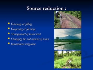 Source reduction :
Source reduction :
 Drainage or filling
Drainage or filling
 Deepening or flushing
Deepening or flushing
 Management of water level
Management of water level
 Changing the salt content of water
Changing the salt content of water
 Intermittent irrigation
Intermittent irrigation
 
