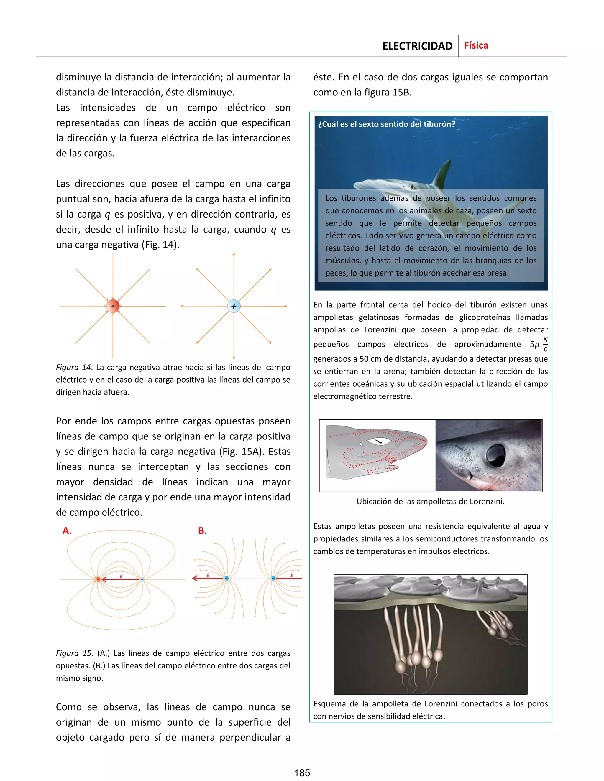 ELECTRICIDAD Física
disminuye la distancia de interacción; al aumentar la
distancia de interacción, éste disminuye.
Las intensidades de un campo eléctrico son
representadas con líneas de acción que especifican
la dirección y la fuerza eléctrica de las interacciones
de las cargas.
Las direcciones que posee el campo en una carga
puntual son, hacia afuera de la carga hasta el infinito
si la carga es positiva, y en dirección contraria, es
decir, desde el infinito hasta la carga, cuando es
una carga negativa (Fig. 14).
Figura 14. La carga negativa atrae hacia si las líneas del campo
eléctrico y en el caso de la carga positiva las líneas del campo se
dirigen hacia afuera.
Por ende los campos entre cargas opuestas poseen
líneas de campo que se originan en la carga positiva
y se dirigen hacia la carga negativa (Fig. 15A). Estas
líneas nunca se interceptan y las secciones con
mayor densidad de líneas indican una mayor
intensidad de carga y por ende una mayor intensidad
de campo eléctrico.
Figura 15. (A.) Las líneas de campo eléctrico entre dos cargas
opuestas. (B.) Las líneas del campo eléctrico entre dos cargas del
mismo signo.
Como se observa, las líneas de campo nunca se
originan de un mismo punto de la superficie del
objeto cargado pero sí de manera perpendicular a
éste. En el caso de dos cargas iguales se comportan
como en la figura 15B.
En la parte frontal cerca del hocico del tiburón existen unas
ampolletas gelatinosas formadas de glicoproteínas llamadas
ampollas de Lorenzini que poseen la propiedad de detectar
pequeños campos eléctricos de aproximadamente
generados a 50 cm de distancia, ayudando a detectar presas que
se entierran en la arena; también detectan la dirección de las
corrientes oceánicas y su ubicación espacial utilizando el campo
electromagnético terrestre.
Ubicación de las ampolletas de Lorenzini.
Estas ampolletas poseen una resistencia equivalente al agua y
propiedades similares a los semiconductores transformando los
cambios de temperaturas en impulsos eléctricos.
Esquema de la ampolleta de Lorenzini conectados a los poros
con nervios de sensibilidad eléctrica.
Los tiburones además de poseer los sentidos comunes
que conocemos en los animales de caza, poseen un sexto
sentido que le permite detectar pequeños campos
eléctricos. Todo ser vivo genera un campo eléctrico como
resultado del latido de corazón, el movimiento de los
músculos, y hasta el movimiento de las branquias de los
peces, lo que permite al tiburón acechar esa presa.
¿Cuál es el sexto sentido del tiburón?
185
 