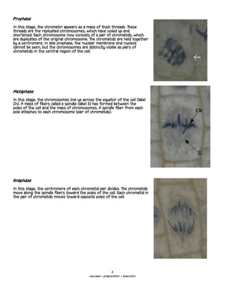Prophase

In this stage, the chromatin appears as a mass of thick threads. These
threads are the replicated chromosomes, which have coiled up and
shortened. Each chromosome now consists of a pair of chromatids, which
are duplicates of the original chromosome. The chromatids are held together
by a centromere. In late prophase, the nuclear membrane and nucleoli
cannot be seen, but the chromosomes are distinctly visible as pairs of
chromatids in the central region of the cell.




Metaphase

In this stage, the chromosomes line up across the equator of the cell (label
Ch). A mass of fibers called a spindle (label S) has formed between the
poles of the cell and the mass of chromosomes. A spindle fiber from each
pole attaches to each chromosome (pair of chromatids).




Anaphase

In this stage, the centromere of each chromatid pair divides. The chromatids
move along the spindle fibers toward the poles of the cell. Each chromatid in
the pair of chromatids moves toward opposite poles of the cell.




                                                          2
                                           success = preparation + execution
 