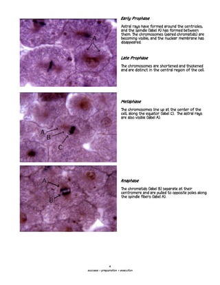 Early Prophase

                        Astral rays have formed around the centrioles,
                        and the spindle (label A) has formed between
                        them. The chromosomes (paired chromatids) are
                        becoming visible, and the nuclear membrane has
                        disappeared.



                        Late Prophase

                        The chromosomes are shortened and thickened
                        and are distinct in the central region of the cell.




                        Metaphase

                        The chromosomes line up at the center of the
                        cell, along the equator (label C). The astral rays
                        are also visible (label A).




                        Anaphase

                        The chromatids (label B) separate at their
                        centromere and are pulled to opposite poles along
                        the spindle fibers (label A).




               4
success = preparation + execution
 