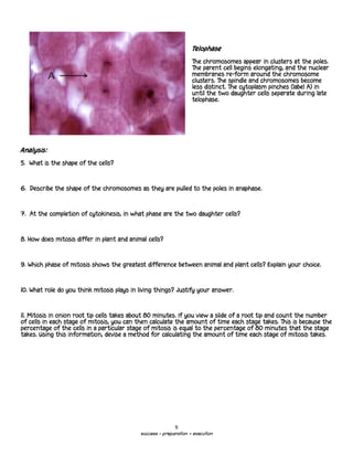 Telophase

                                                                   The chromosomes appear in clusters at the poles.
                                                                   The parent cell begins elongating, and the nuclear
                                                                   membranes re-form around the chromosome
                                                                   clusters. The spindle and chromosomes become
                                                                   less distinct. The cytoplasm pinches (label A) in
                                                                   until the two daughter cells separate during late
                                                                   telophase.




Analysis:

5. What is the shape of the cells?



6. Describe the shape of the chromosomes as they are pulled to the poles in anaphase.



7. At the completion of cytokinesis, in what phase are the two daughter cells?



8. How does mitosis differ in plant and animal cells?



9. Which phase of mitosis shows the greatest difference between animal and plant cells? Explain your choice.



10. What role do you think mitosis plays in living things? Justify your answer.



11. Mitosis in onion root tip cells takes about 80 minutes. If you view a slide of a root tip and count the number
of cells in each stage of mitosis, you can then calculate the amount of time each stage takes. This is because the
percentage of the cells in a particular stage of mitosis is equal to the percentage of 80 minutes that the stage
takes. Using this information, devise a method for calculating the amount of time each stage of mitosis takes.




                                                           5
                                            success = preparation + execution
 