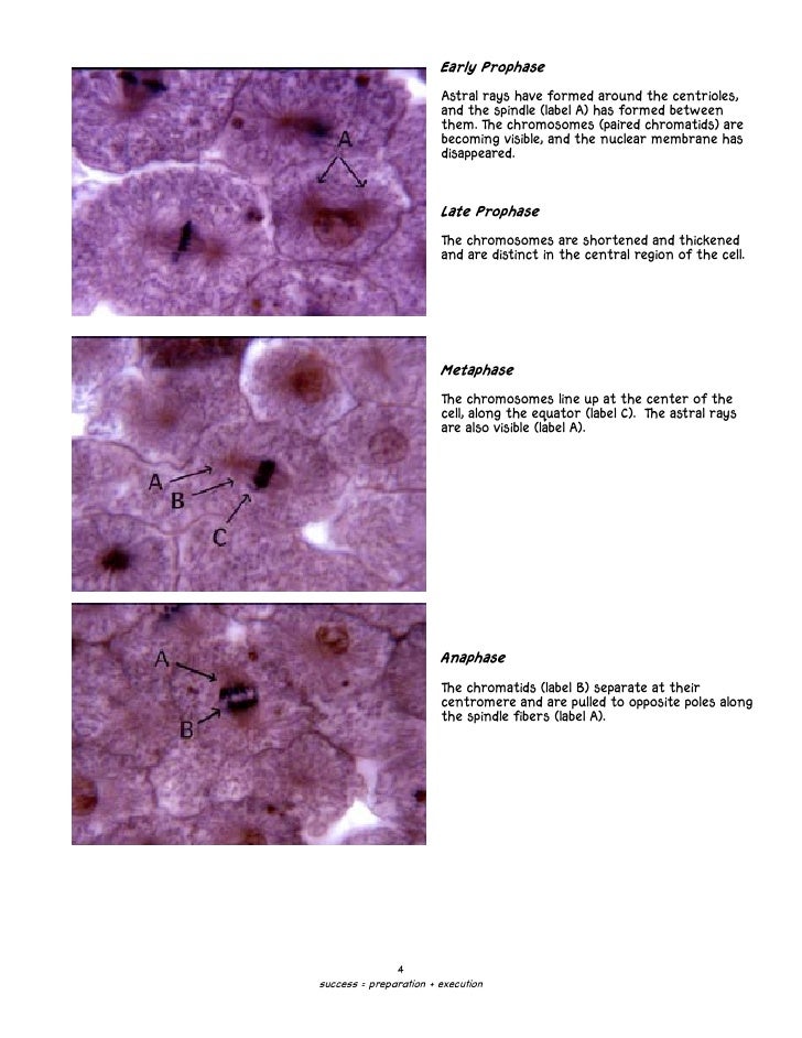 C08 Mitosis 1