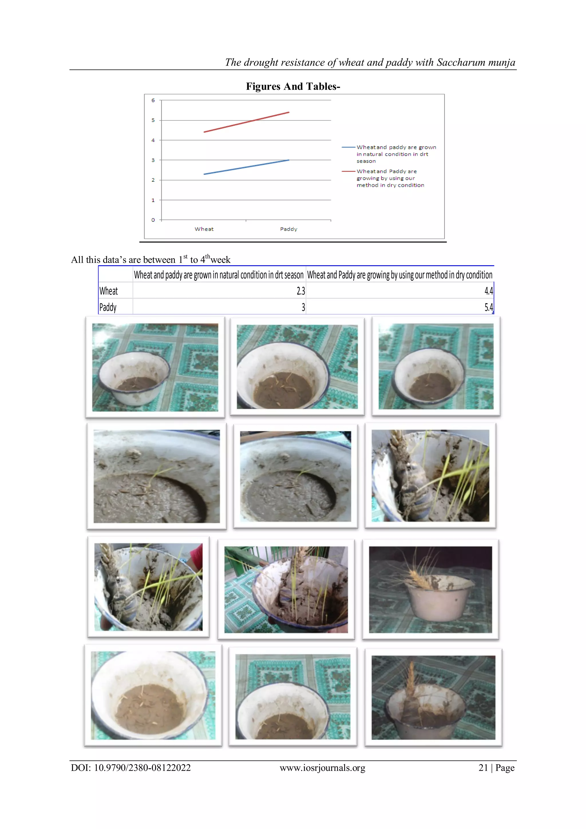 The Drought Resistance of Wheat and Paddy With saccharum Munja | PDF