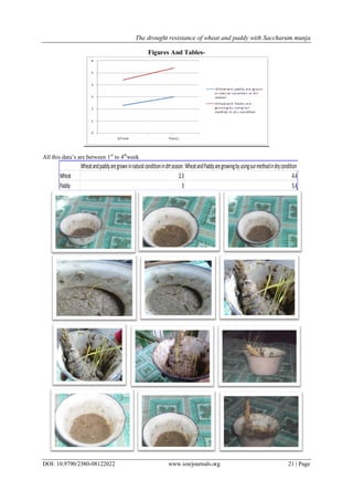 The Drought Resistance of Wheat and Paddy With saccharum Munja | PDF