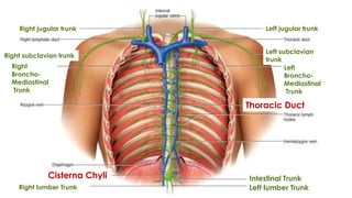 Lymphatic Trunks
Right
Broncho-
Mediastinal
Trunk
Right subclavian trunk
Left
Broncho-
Mediastinal
Trunk
Left subclavian
trunk
Right lumber Trunk Left lumber Trunk
Thoracic Duct
Cisterna Chyli
Right jugular trunk Left jugular trunk
Intestinal Trunk
 
