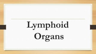 Lymphoid
Organs
 