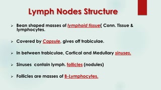 Lymph Nodes Structure
 Bean shaped masses of lymphoid tissue( Conn. Tissue &
lymphocytes.
 Covered by Capsule, gives off trabiculae.
 In between trabiculae, Cortical and Medullary sinuses.
 Sinuses contain lymph. follicles (nodules)
 Follicles are masses of B-Lymphocytes.
 