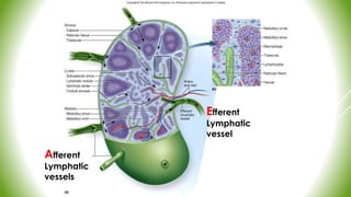 Afferent
Lymphatic
vessels
Efferent
Lymphatic
vessel
 